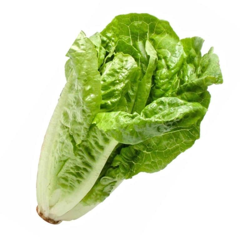Römersalat | Salate | Gemüse | Produkte | Vitamintaxi – Fruits4u