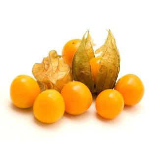 Physalis