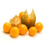 Physalis