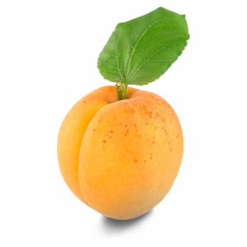 Aprikose